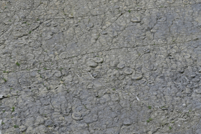Dalle à ammonites (Dignes)
